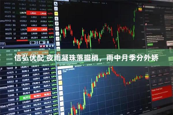 信弘优配 夜雨凝珠落瓣梢，雨中月季分外娇